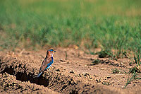 Indian Roller (Coracias benghalensis) - Rollier indien 11110 Indian Roller (Coracias benghalensis) - Rollier indien 11110