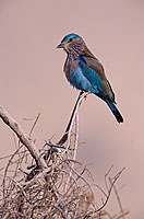 Indian Roller (Coracias benghalensis) - Rollier indien 11111