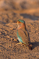 Indian Roller (Coracias benghalensis) - Rollier indien 11113