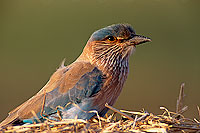 Indian Roller (Coracias benghalensis) - Rollier indien 11117