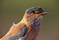 Indian Roller (Coracias benghalensis) - Rollier indien 11121 Indian Roller (Coracias benghalensis) - Rollier indien 11121