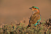 Indian Roller (Coracias benghalensis) - Rollier indien 11129 Indian Roller (Coracias benghalensis) - Rollier indien 11129