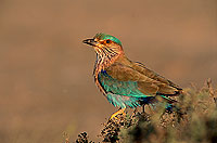 Indian Roller (Coracias benghalensis) - Rollier indien 11131