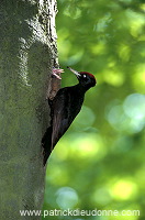 Black Woodpecker (Dryocopus martius) - Pic noir - 21310