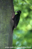 Black Woodpecker (Dryocopus martius) - Pic noir - 21311