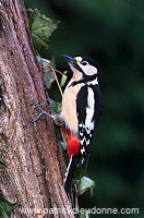 Great Spotted Woodpecker (Dendrocopos major) - Pic epeiche - 21312