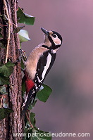 Great Spotted Woodpecker (Dendrocopos major) - Pic epeiche - 21313 Great Spotted Woodpecker (Dendrocopos major) - Pic epeiche - 21313