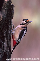Great Spotted Woodpecker (Dendrocopos major) - Pic epeiche - 21314