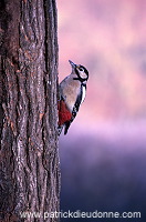 Great Spotted Woodpecker (Dendrocopos major) - Pic epeiche - 21315