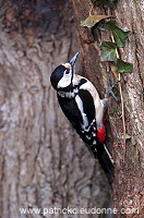 Great Spotted Woodpecker (Dendrocopos major) - Pic epeiche - 21316