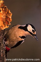 Great Spotted Woodpecker (Dendrocopos major) - Pic epeiche - 21317