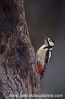 Great Spotted Woodpecker (Dendrocopos major) - Pic epeiche - 21318