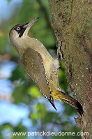 Green Woodpecker (Picus viridis) - Pic vert - 21319 Green Woodpecker (Picus viridis) - Pic vert - 21319