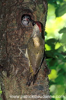 Green Woodpecker (Picus viridis) - Pic vert - 21320