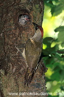 Green Woodpecker (Picus viridis) - Pic vert - 21321