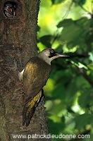 Green Woodpecker (Picus viridis) - Pic vert - 21322