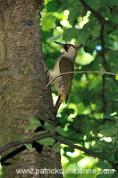 Green Woodpecker (Picus viridis) - Pic vert - 21323