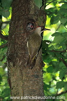 Green Woodpecker (Picus viridis) - Pic vert - 21324