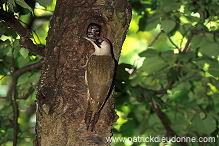 Green Woodpecker (Picus viridis) - Pic vert - 21325
