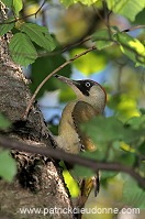 Green Woodpecker (Picus viridis) - Pic vert - 21326