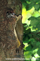 Green Woodpecker (Picus viridis) - Pic vert - 21327
