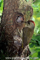 Green Woodpecker (Picus viridis) - Pic vert - 21328 Green Woodpecker (Picus viridis) - Pic vert - 21328