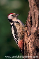 Middle Spotted Woodpecker (Dendrocopos medius) - Pic mar - 21329
