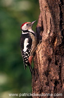 Middle Spotted Woodpecker (Dendrocopos medius) - Pic mar - 21332 Middle Spotted Woodpecker (Dendrocopos medius) - Pic mar - 21332