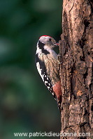 Middle Spotted Woodpecker (Dendrocopos medius) - Pic mar - 21333