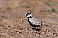 Black-crowned Finchlark ( Eremopterix nigriceps) Moinelette à front blanc 10664