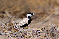 Black-crowned Finchlark ( Eremopterix nigriceps) Moinelette à front blanc (10665)