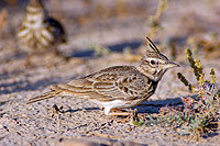 Crested lark (Galerida cristata) - Cochevis huppé  10744