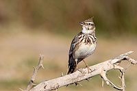 Crested lark (Galerida cristata) - Cochevis huppé  10745