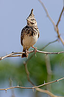 Crested lark (Galerida cristata) - Cochevis huppé  10747