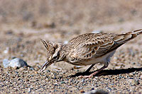 Crested lark (Galerida cristata) - Cochevis huppé  10749