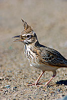 Crested lark (Galerida cristata) - Cochevis huppé  10751