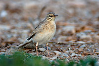 Tawny Pipit (Anthus campestris) - Pipit rousseline  10762