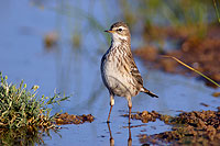 Water Pipit (Anthus spinoletta coutellii) - Pipit spioncelle 10764