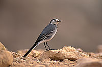 White Wagtail (Motacilla alba) - Bergeronnette grise 11174