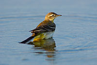 Yellow Wagtail (Motacilla flava) - Bergeronnette printanière 10883