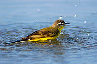 Yellow Wagtail (Motacilla flava) - Bergeronnette printanière 10885