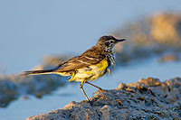 Yellow Wagtail (Motacilla flava) - Bergeronnette printanière 10889