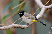 Spectacled Bulbul (Pycnonotus xanthopygos) - Bulbul d'Arabie 10585 Spectacled Bulbul (Pycnonotus xanthopygos) - Bulbul d'Arabie 10585
