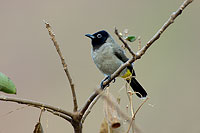 Spectacled Bulbul (Pycnonotus xanthopygos) - Bulbul d'Arabie 10586 Spectacled Bulbul (Pycnonotus xanthopygos) - Bulbul d'Arabie 10586