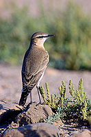 Isabelline Wheatear (Oenanthe isabellina) - Traquet isabelle 10897