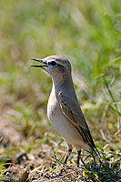 Isabelline Wheatear (Oenanthe isabellina) - Traquet isabelle 10899