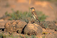 Isabelline Wheatear (Oenanthe isabellina) - Traquet isabelle 11175