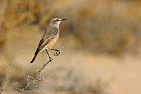 Red-tailed Wheatear (Oenanthe xanthoprymna) - Traquet à queue rousse 10909