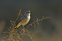 Red-tailed Wheatear (Oenanthe xanthoprymna) - Traquet à queue rousse 10912