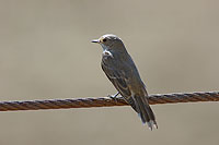 Spotted flycatcher (Muscicapa striata) - Gobemouche gris 10676